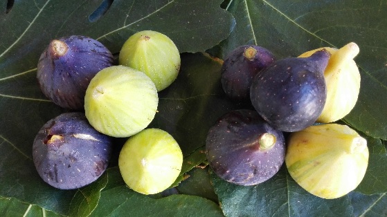 foto figues